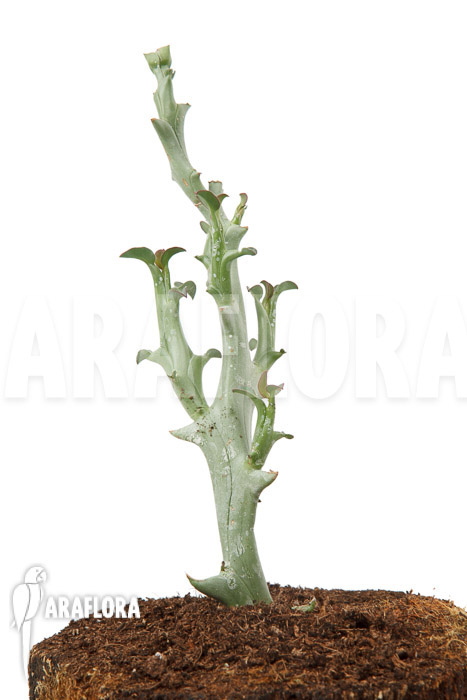 Euphorbia hamata ‚Starter‘