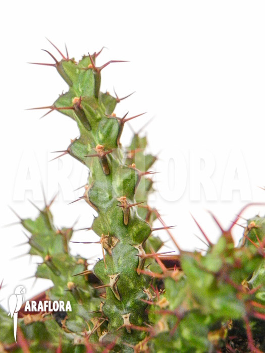 Euphorbia lenewtonii