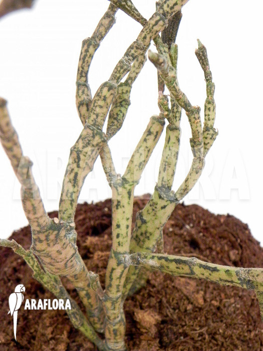 Euphorbia platyclada