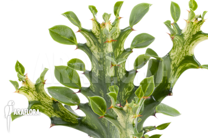 Euphorbia trigona Variegata ’starter‘