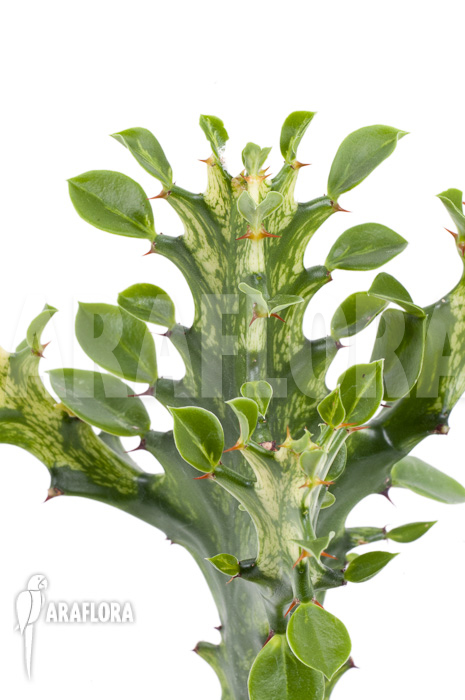 Euphorbia trigona Variegata ’starter‘