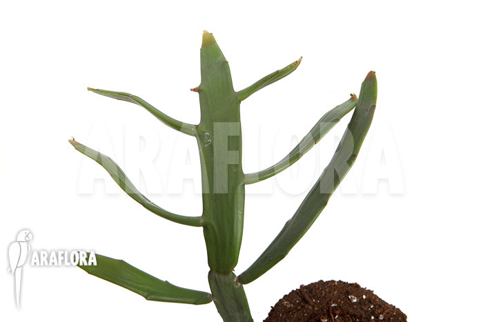 Euphorbia xylophylloides