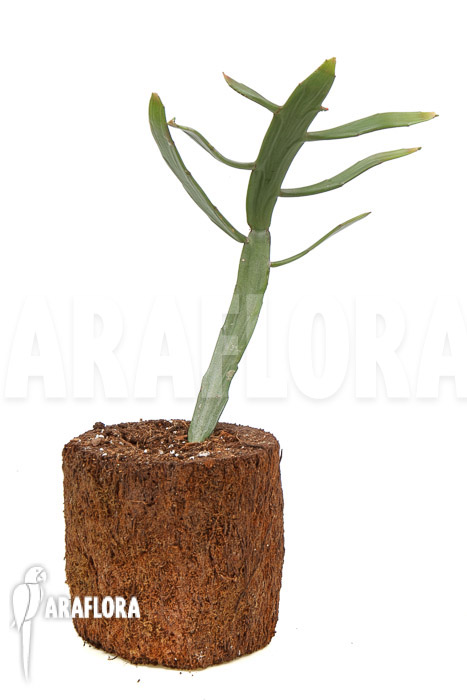 Euphorbia xylophylloides