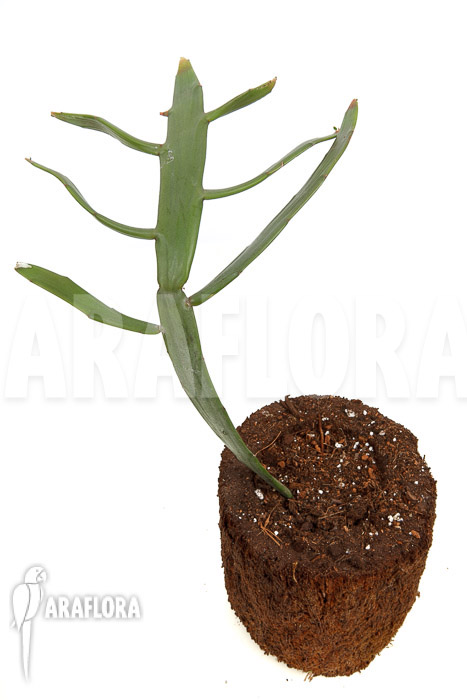 Euphorbia xylophylloides