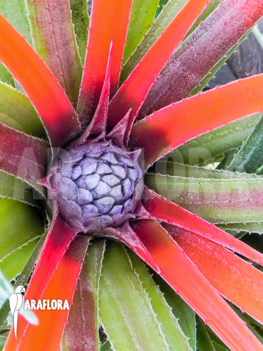 Fascicularia bicolor flower