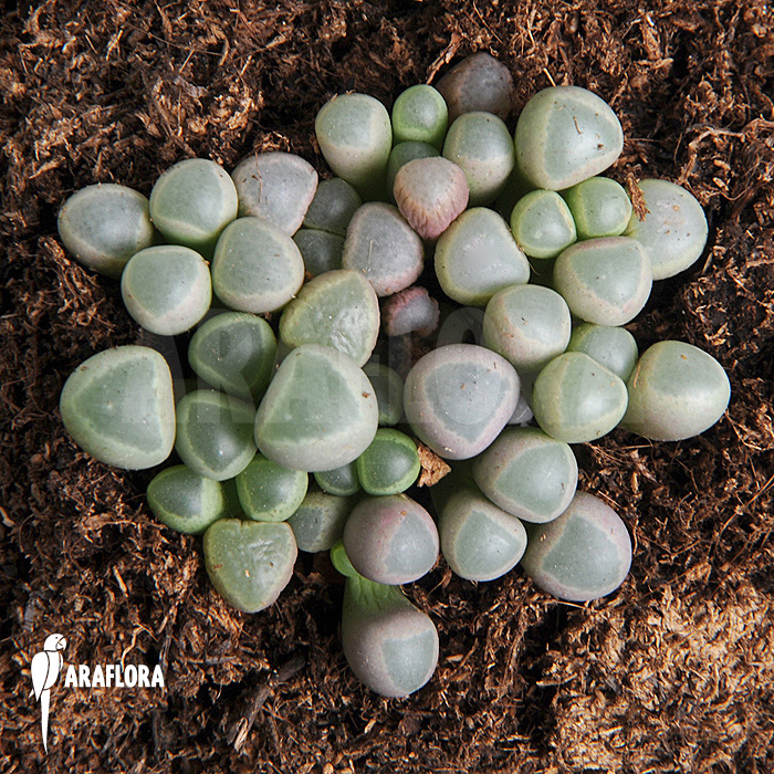 Fenestraria rhopalophylla subsp aurantiaca