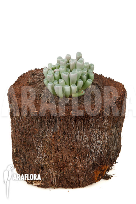 Fenestraria-rhopalophylla-subsp-aurantiaca-L-2