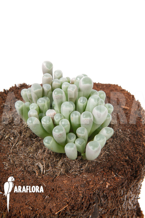 Fenestraria-rhopalophylla-subsp-aurantiaca-L-3