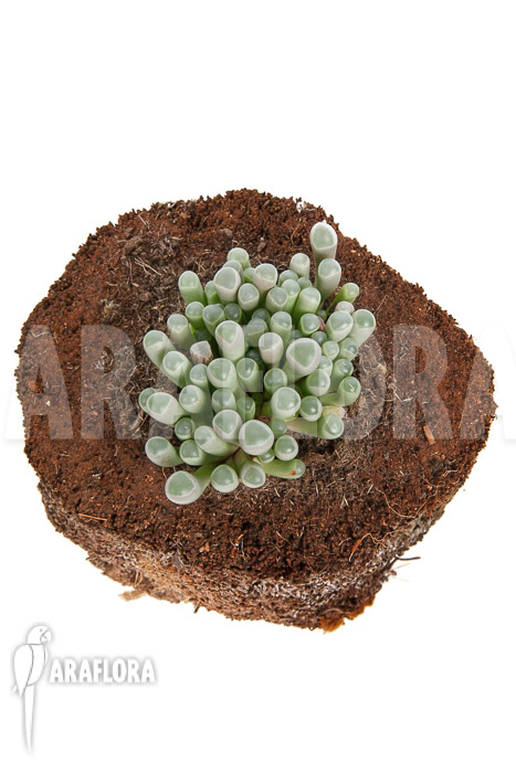 Fenestraria-rhopalophylla-subsp-aurantiaca-L-4