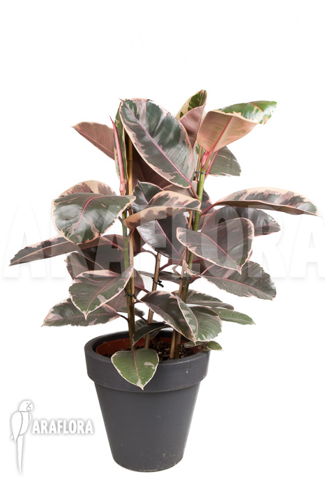 Ficus elastica ‚tricolor‘