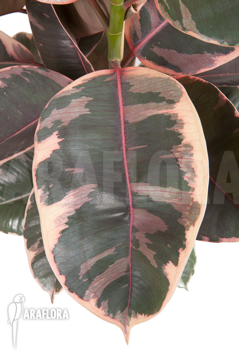 Ficus elastica ‚tricolor‘