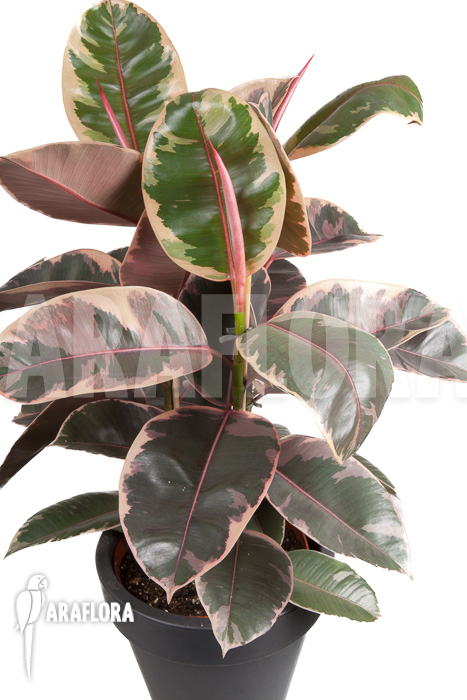 Ficus elastica ‚tricolor‘