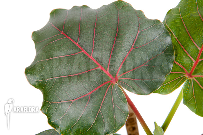 Ficus petiolaris ‚Starter‘