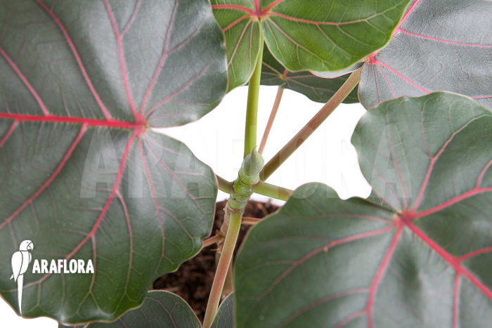 Ficus petiolaris ‚Starter‘