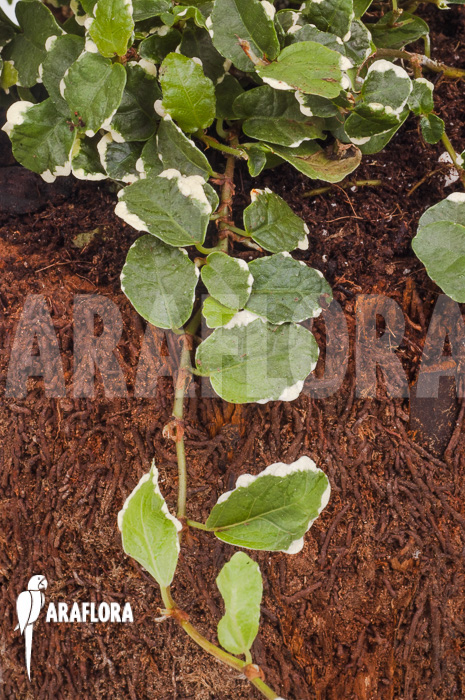 Ficus pumila ‚White sunny‘