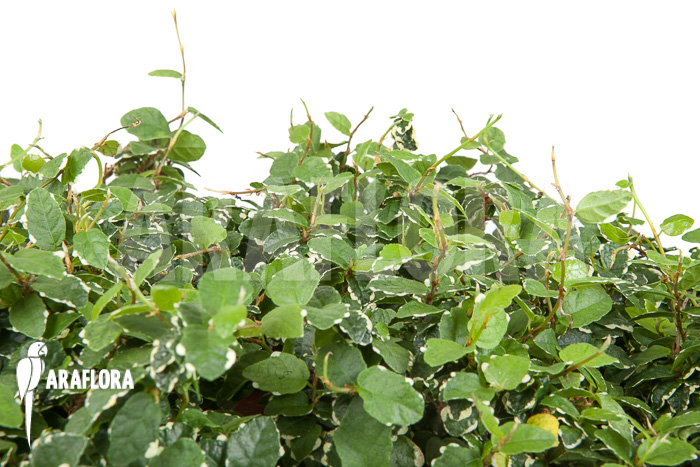 Ficus pumila ‚White sunny‘