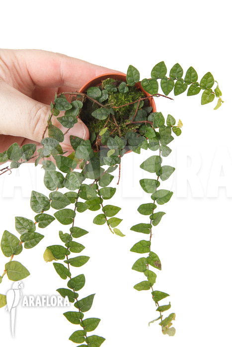 Ficus pumila var minuta ‚Species Colombia‘ ‚S‘