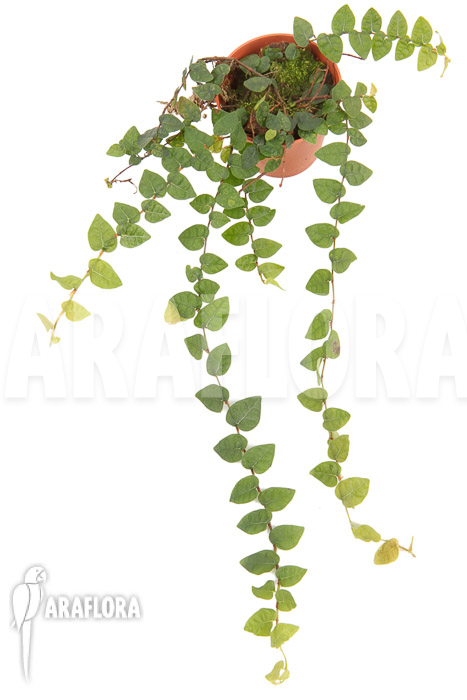 Ficus pumila var minuta ‚Species Colombia‘ ‚S‘