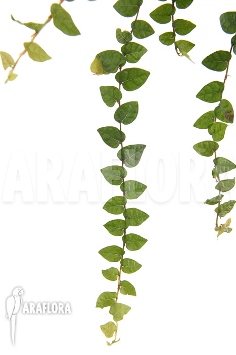 Ficus pumila var minuta ‚Species Colombia‘ ‚S‘