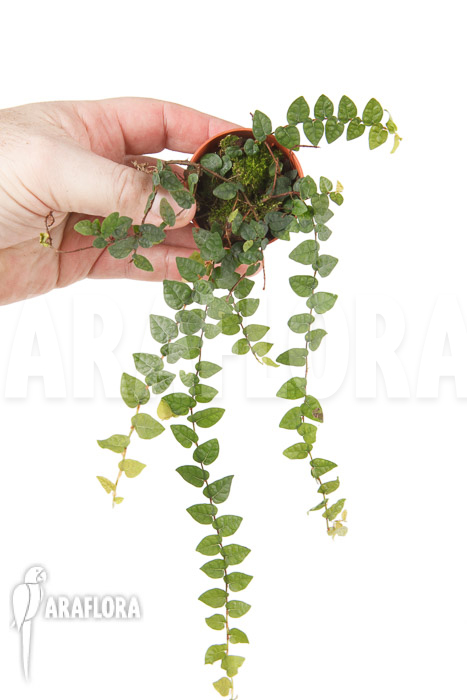 Ficus pumila var minuta ‚Species Colombia‘ ‚S‘