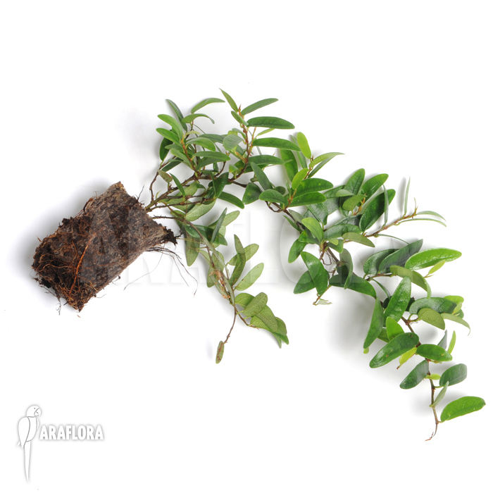 Ficus punctata ‚Species Panama‘