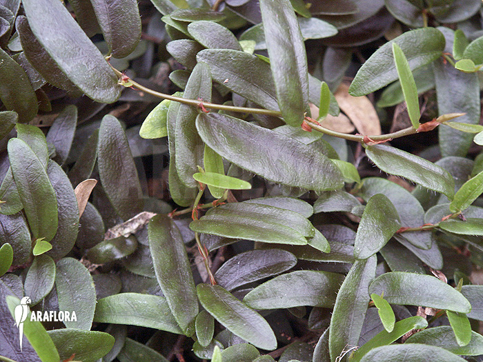 Ficus punctata ‚Species Panama‘