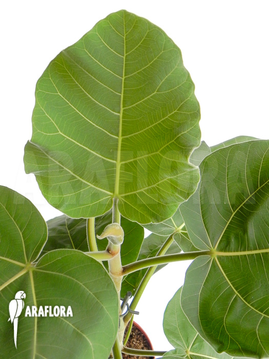 Ficus sp ‚everest‘