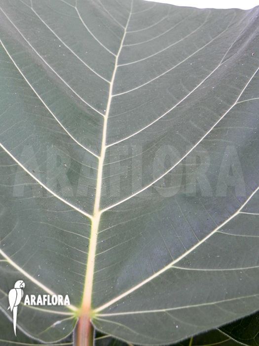 Ficus sp ‚everest‘