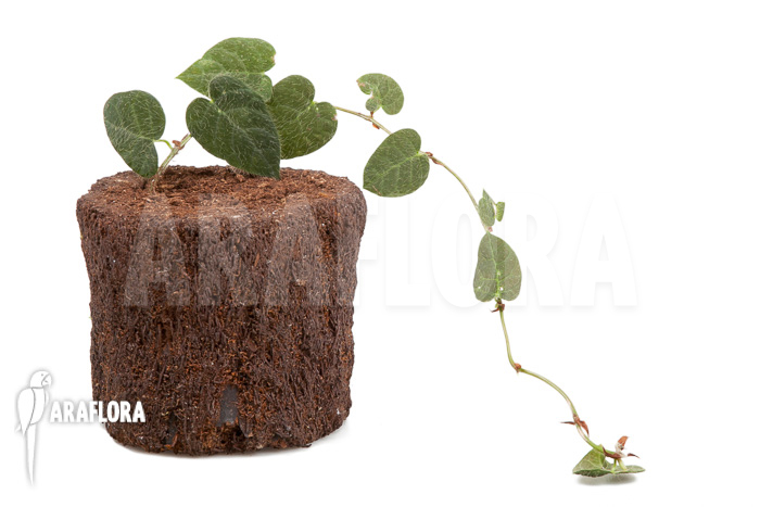 Ficus villosa ‚Starter‘