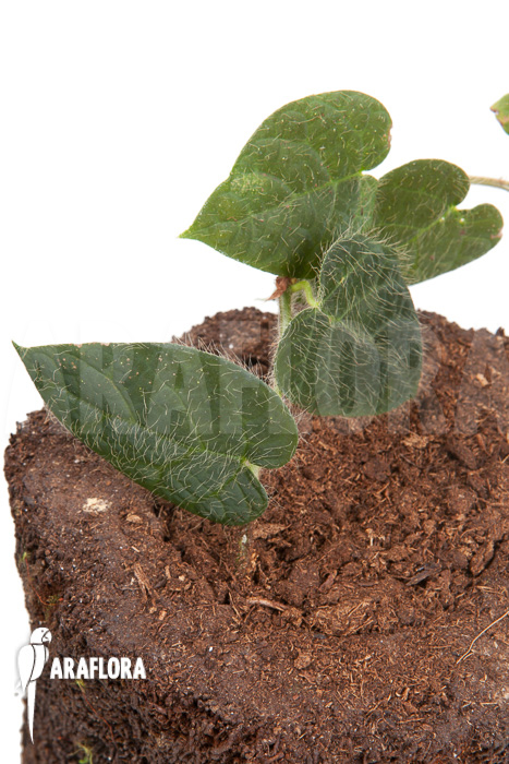 Ficus villosa ‚Starter‘