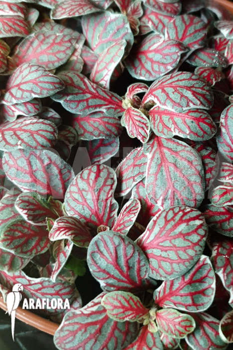 Fittonia ‚grey sensation‘