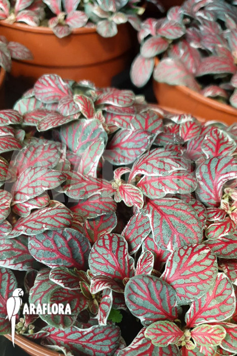Fittonia ‚grey sensation‘