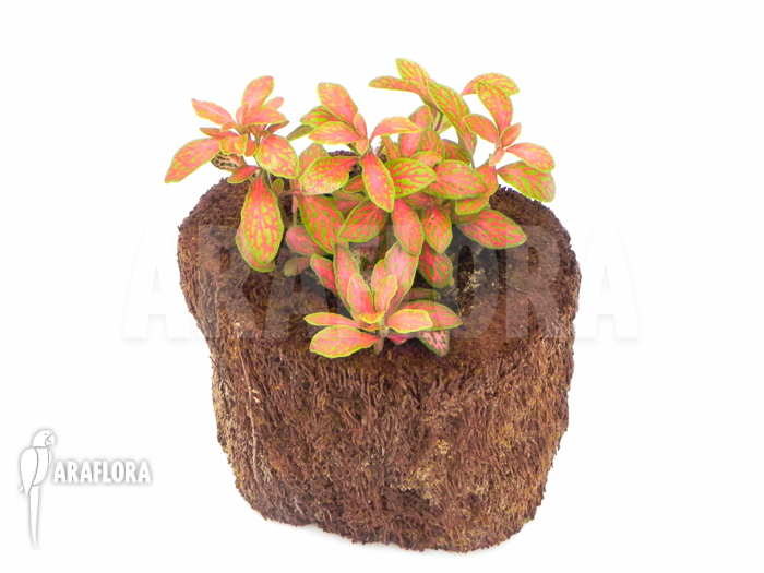 Fittonia x red diamant