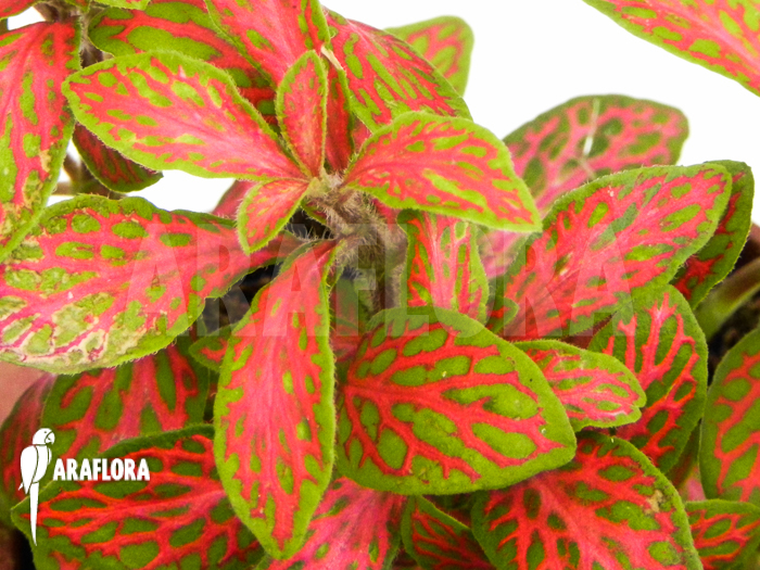 Fittonia x red diamant