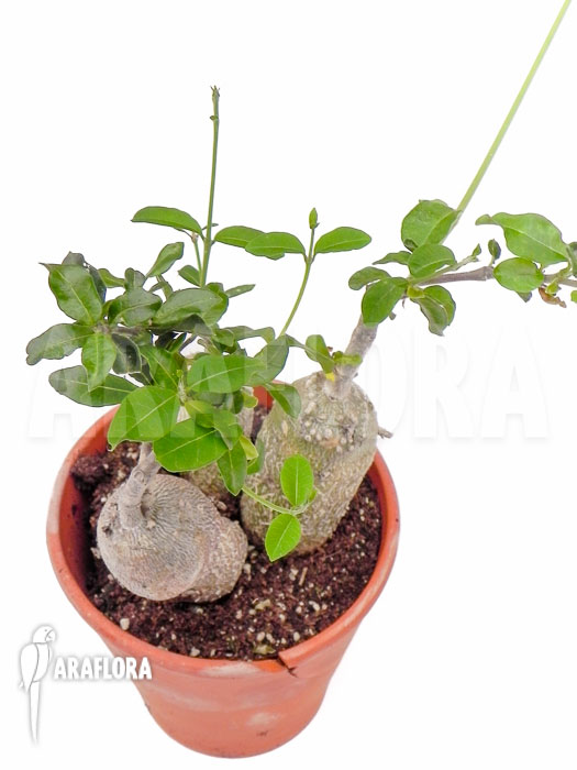 Fockea edulis ‚M‘