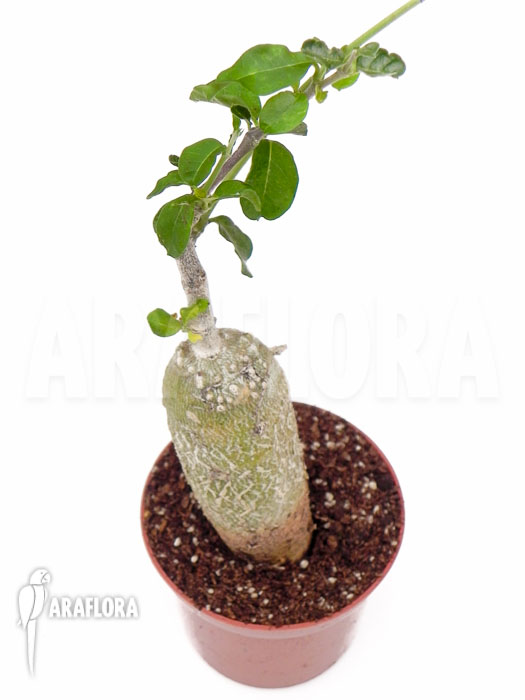 Fockea edulis ‚Starter‘