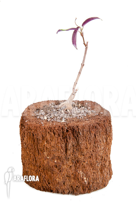 Fockea natalensis ‚S‘