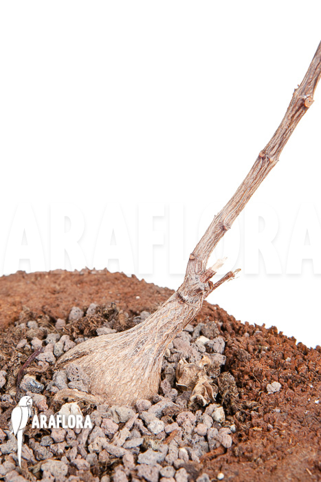 Fockea natalensis ‚S‘