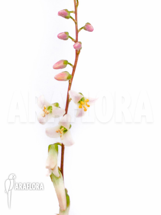 Fosterella rusbyi flower