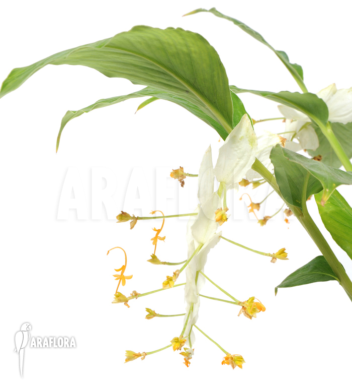 Globba winitii ‚Mount Everest‘