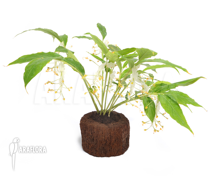 Globba winitii ‚Mount Everest‘