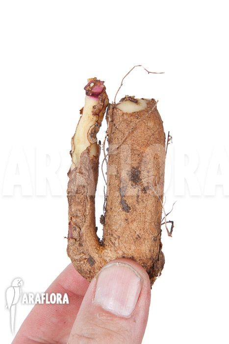 Gloriosa rothschildiana