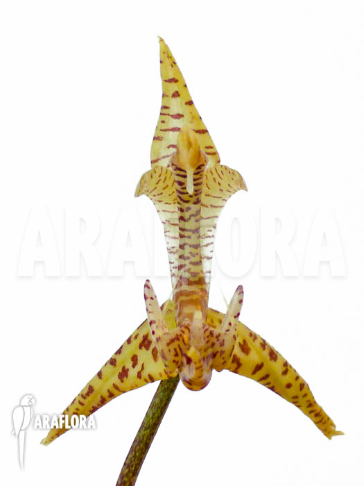 Gongora species