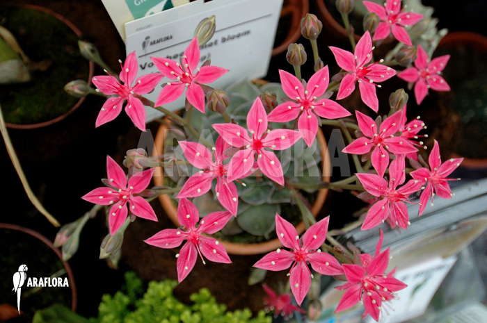 Graptopetalum tacitus bellum