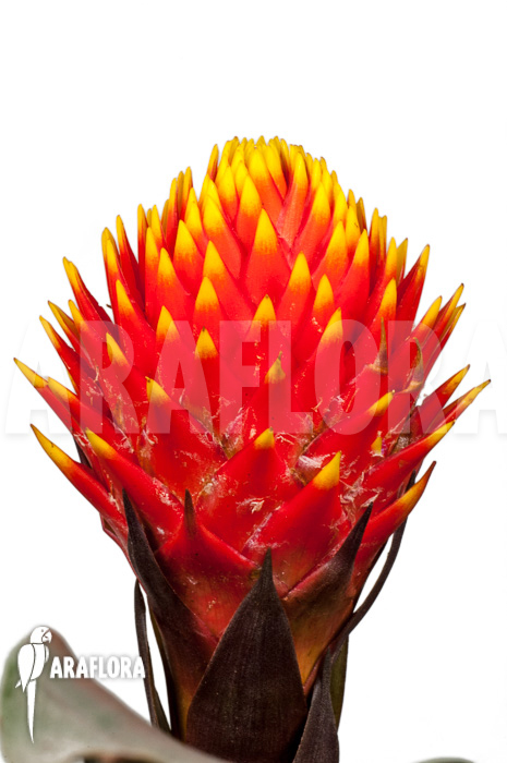 Guzmania conifera