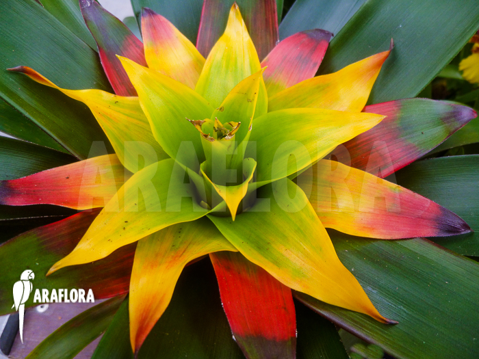 Guzmania x Soledo