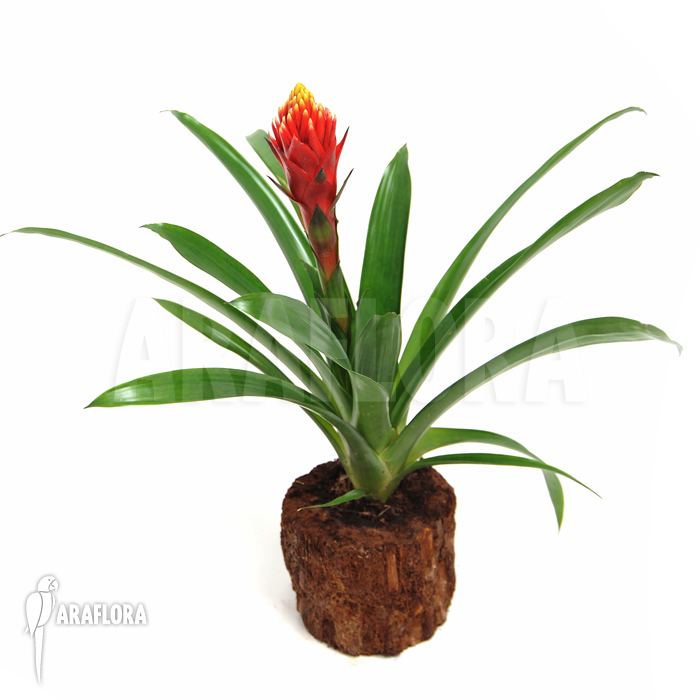 Guzmania x ‚Focus‘