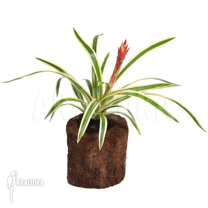 Guzmania x ‚Fools Gold‘