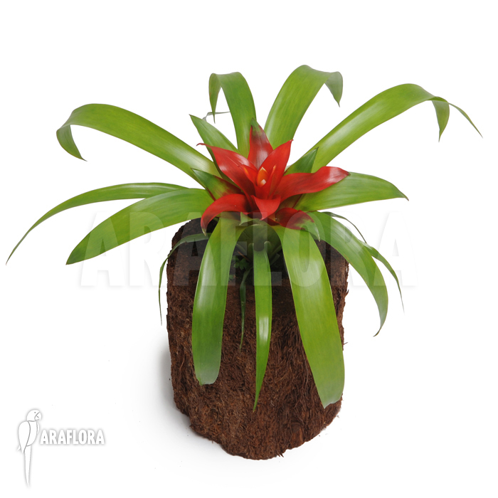 Guzmania x ‚Tempo‘