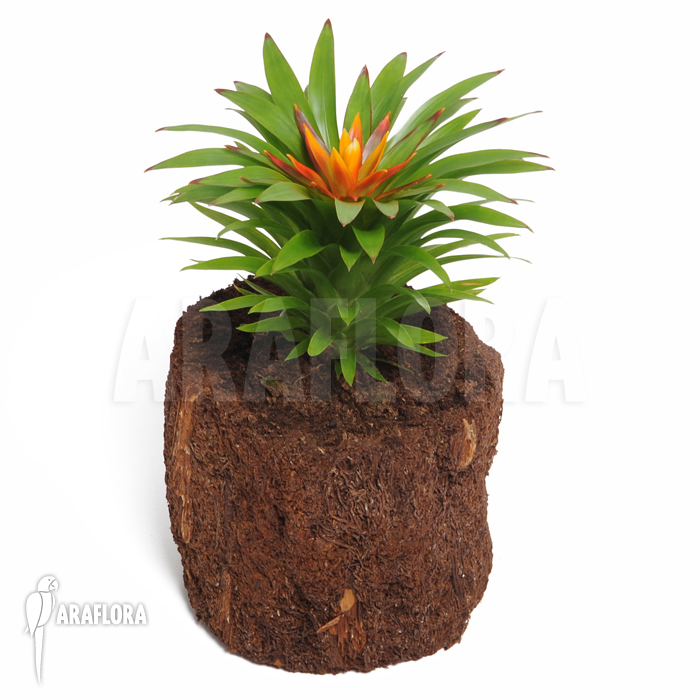 Guzmania x ‚Theresa‘